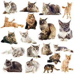 Image showing maine coon cats