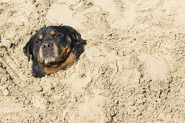 Image showing rottweiler