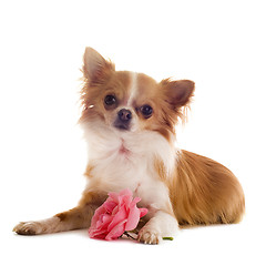 Image showing chihuahua and flower