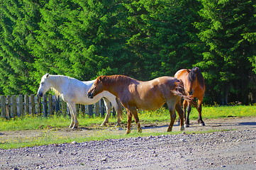 Image showing mountain horses