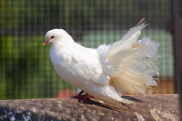 Image showing purebred pigeon