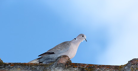 Image showing turtledove in top of the roof
