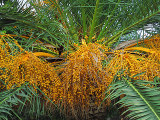 Image showing Palm tree with fruits