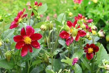 Image showing Beautiful flower (Dahlia variabilis) with water drops