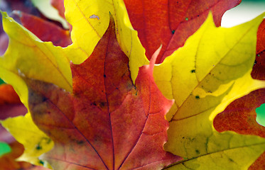 Image showing Maple Leafs