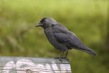 Image showing Jackdaw