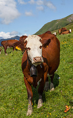 Image showing Cow