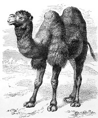 Image showing Bactrian Camel