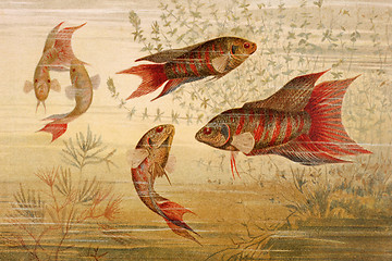 Image showing Paradise Fish