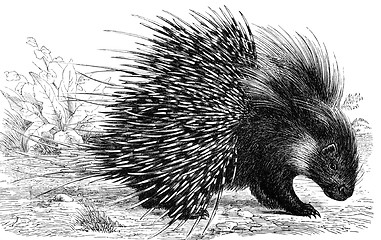 Image showing Crested Porcupine