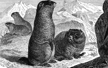 Image showing Alpine Marmot