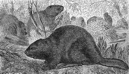 Image showing Eurasian Beaver