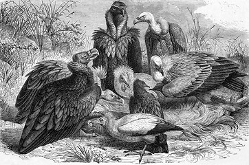 Image showing Vultures