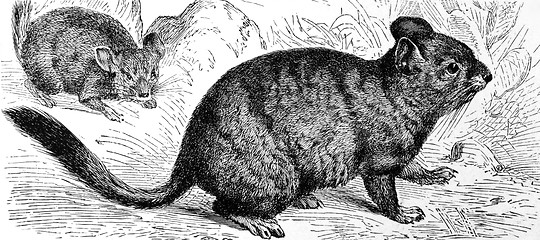 Image showing Chinchilla