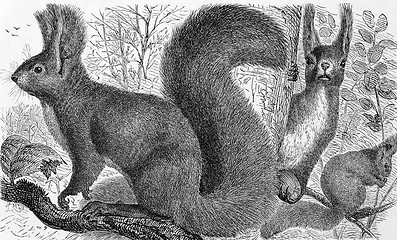 Image showing Red Squirrel