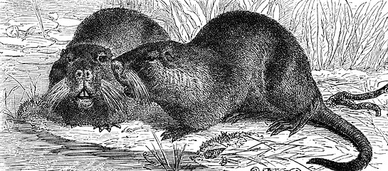 Image showing Coypu