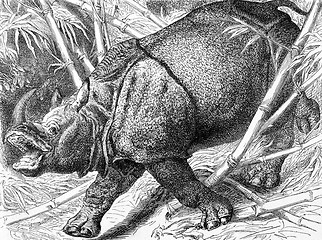 Image showing Indian Rhinoceros