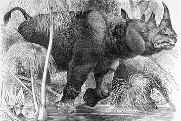 Image showing Black Rhinoceros