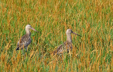 Image showing woodcocks