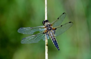 Image showing dragonfly