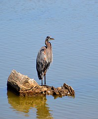 Image showing  Heron