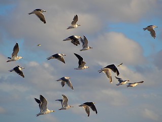 Image showing seagulls flying