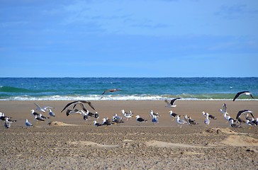 Image showing seagulls at the beach