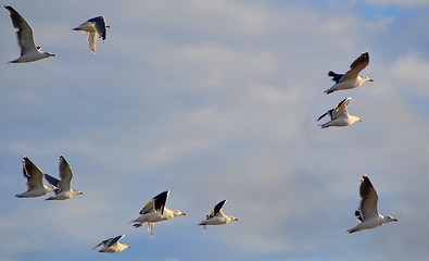 Image showing seagulls 