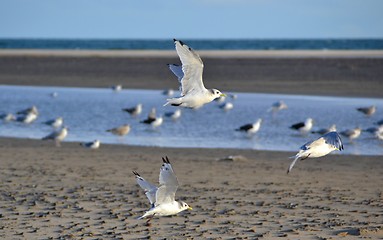 Image showing seagulls at the beach