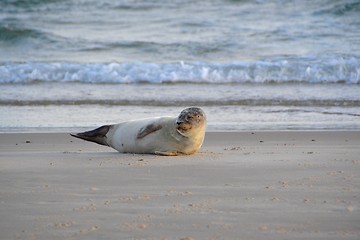 Image showing seals on the beach