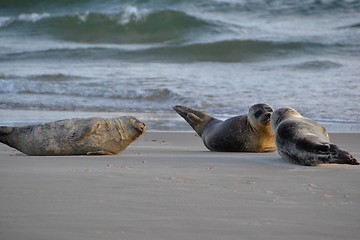 Image showing Seals on the beach