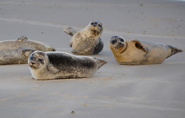 Image showing Seals on the beach