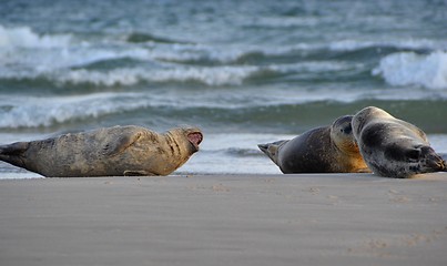 Image showing Seals on the beach