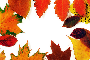 Image showing Autumn leaves frame