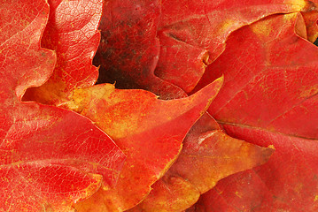 Image showing Autumn leaves