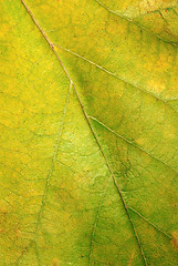 Image showing Green autumn leaf texture