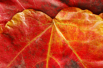 Image showing Red  autumn leaf texture