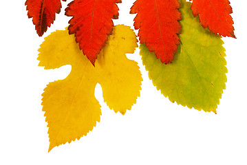 Image showing Autumn leaves