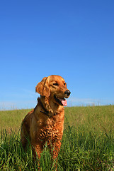 Image showing Golden retriever dog portrait