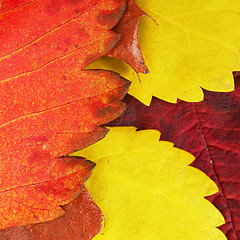 Image showing Autumn leaves