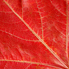 Image showing Red  autumn leaf texture