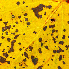 Image showing Yellow spotted autumn leaf texture