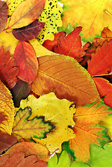 Image showing Autumn leaves