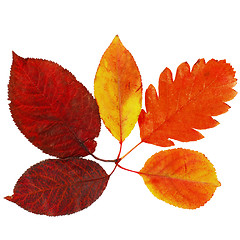 Image showing Autumn leaves