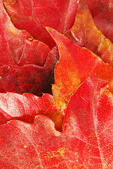 Image showing Autumn leaves