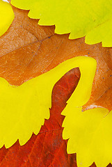 Image showing Autumn leaves