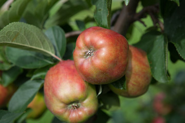 Image showing Ripe Apples