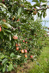 Image showing Ripe Apples