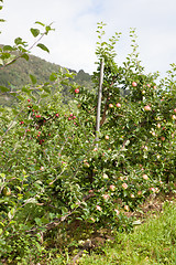 Image showing Ripe Apples