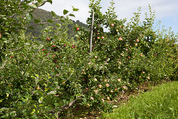 Image showing Ripe Apples